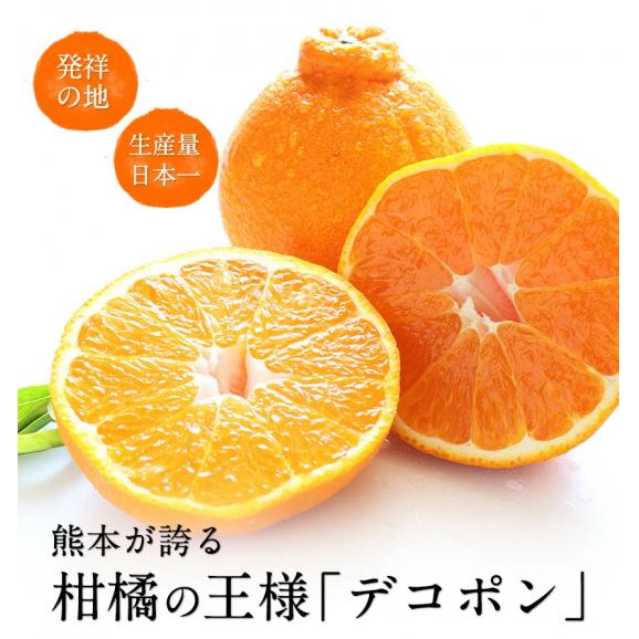 熊本県産 デコポン 優品 約1.8kg前後〜約2kg前後 送料無料 個別光センサー選果 高品質保証 贈答用 ギフト 3月中旬から4月上旬頃より発送予定02