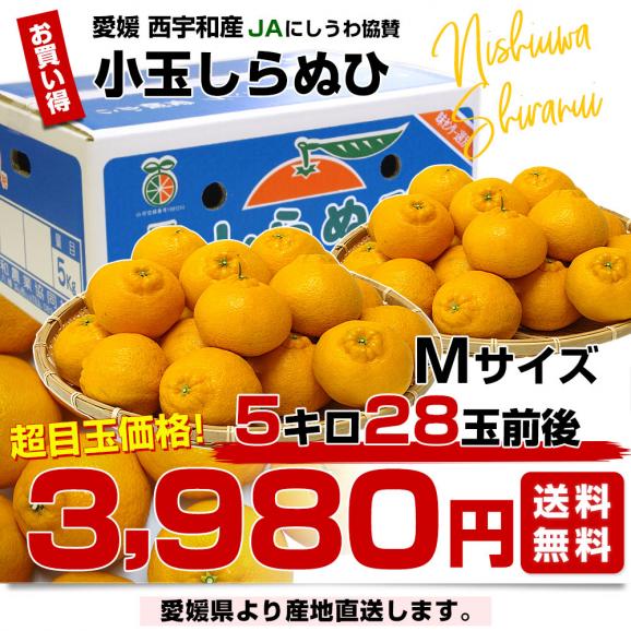 愛媛県より産地直送 JAにしうわ しらぬひ 小玉 Mサイズ 5キロ (28玉前後) 送料無料 柑橘 オレンジ 不知火 しらぬい 西宇和 八幡浜03