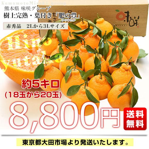 熊本県味咲グループ　樹上完熟・葉付き「肥の豊（ひのゆたか）」赤秀品 2Lから3Lサイズ 約5キロ（18玉から20玉前後）不知火 しらぬひ 柑橘 市場発送03