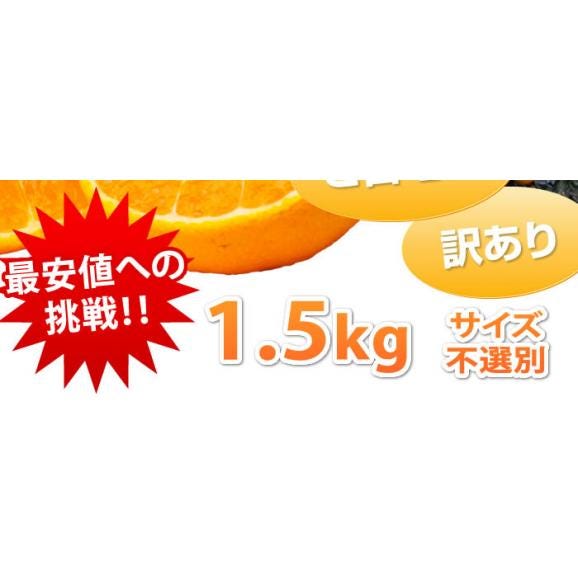 訳あり デコみかん 箱込1.5kg 2セット購入で1セットおまけ 3セット購入で3セットおまけ 送料無料 3月中旬〜下旬ごろより順次出荷開始 ご自宅用 デコポンと同品種03