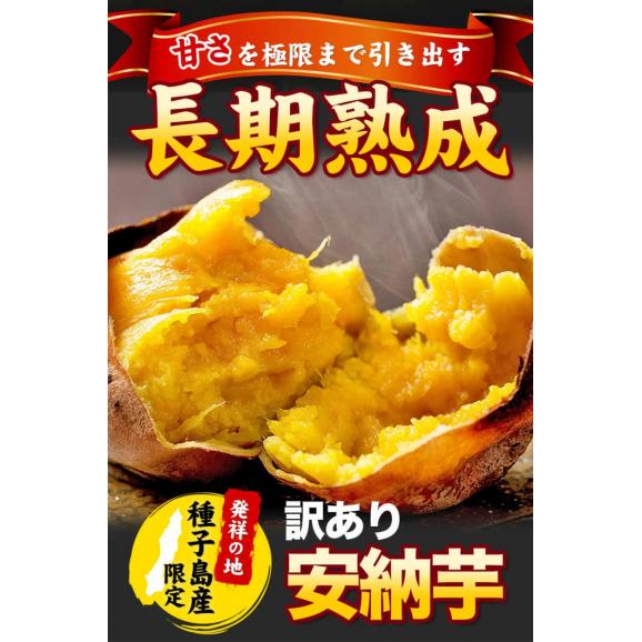 【販売解禁★最安値に挑戦中！】 さつまいも 種子島産 訳あり 安納芋 焼き芋 1.5kg 送料無料 さつま芋 スイーツ サツマイモ 《1-5営業日以内に出荷予定（土日祝日除く）》02