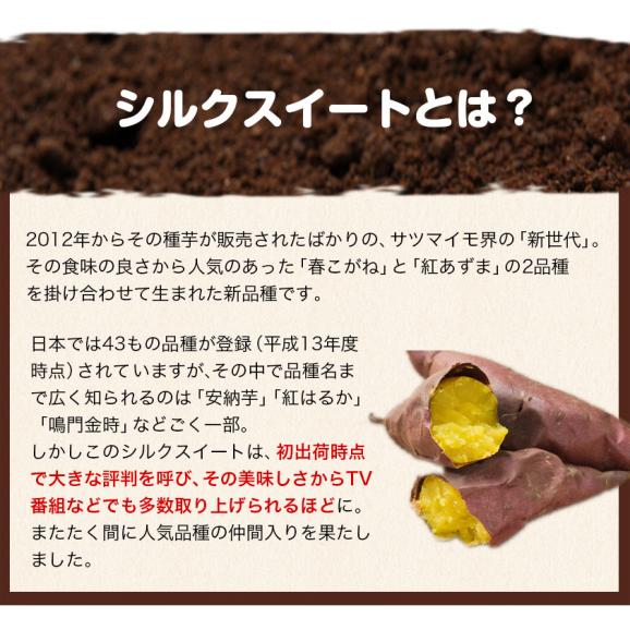 さつまいも シルクスイート 訳あり 熊本県産 送料無料 1.5kg サイズ不揃い 芋 スイーツ お取り寄せ 1-5営業日以内に出荷予定(土日祝日除く)03