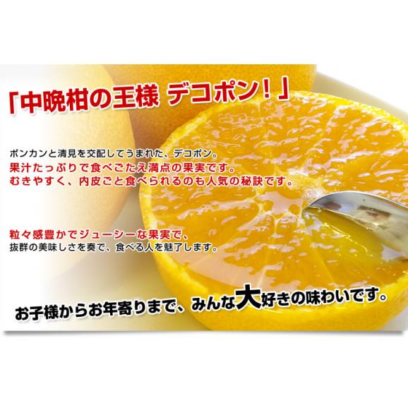 佐賀県産JAからつ デコポン 3.5キロ化粧箱（8玉から12玉入り） 産直だより 唐津 でこぽん 送料無料 柑橘 みかん オレンジ04