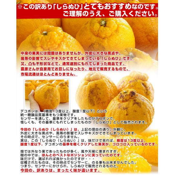 熊本県より産地直送 JAあまくさ 訳あり熊本しらぬひ 大小込 5キロ 不知火 しらぬい 柑橘 オレンジ 天草 送料無料04