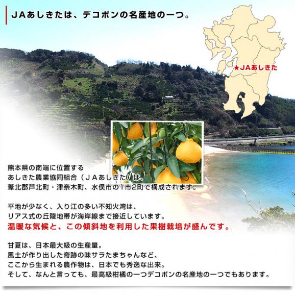 熊本県より産地直送 JAあしきた ハウス栽培 大玉デコポン （優品） 3キロ（7玉から8玉） 送料無料 でこぽん デコぽん 芦北 葦北04