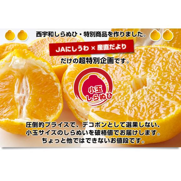 愛媛県より産地直送 JAにしうわ しらぬひ 小玉 Mサイズ 5キロ (28玉前後) 送料無料 柑橘 オレンジ 不知火 しらぬい 西宇和 八幡浜04