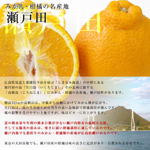 広島県産 JA三原せとだ「瀬戸田のしらぬひ」露地栽培 5キロ 赤秀 Lから２Lサイズ（20玉から24玉）　柑橘 かんきつ 不知火 しらぬい 市場スポット 送料無料04
