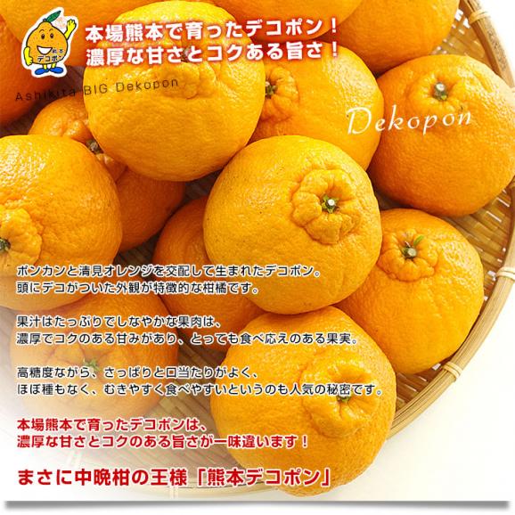 熊本県より産地直送 JAあしきた  大玉デコポン (良品)  3キロ (8玉から10玉) 送料無料 でこぽん デコぽん 芦北 葦北04