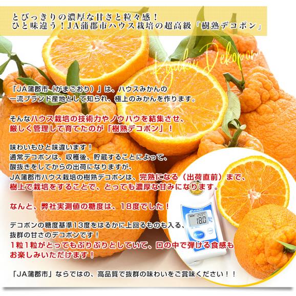 愛知県産 JA蒲郡市 ハウス栽培 樹熟デコポン 青秀以上 大玉 4Lから2L 約3キロ (8玉から12玉) 送料無料 でこぽん 柑橘 オレンジ 市場発送04