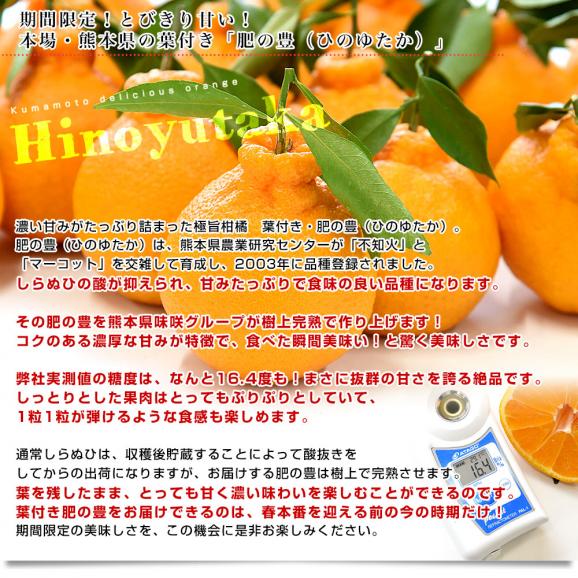 熊本県味咲グループ 樹上完熟・葉付き「肥の豊（ひのゆたか）」赤秀品 2Lから3Lサイズ 約2.2キロ（8玉から9玉前後）不知火 しらぬひ 柑橘 市場発送04