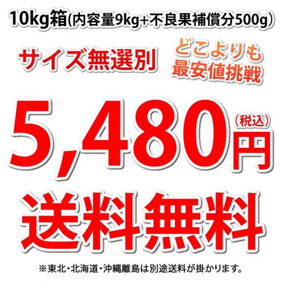 デコポン 同品種 訳ありデコみかん 10kg 箱込 (内容量9kg+補償500g) 送料無料 熊本県産 みかん ミカン 蜜柑 不知火04