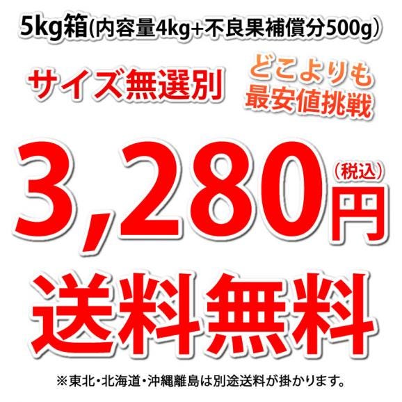 デコポン 同品種 訳ありデコみかん 5kg 箱込 (内容量4kg+補償分500g) 送料無料 熊本県産 フルーツ お取り寄せ みかん ミカン 蜜柑 不知火04