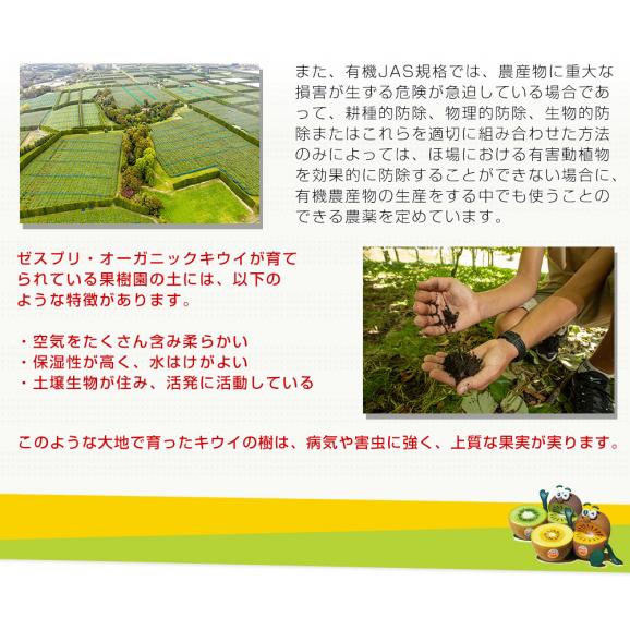ニュージーランド産 ゼスプリ・オーガニックキウイ（サンゴールド） 3キロ 送料無料 クール便 キウイフルーツ ゴールドキウイ 完熟キウイ05