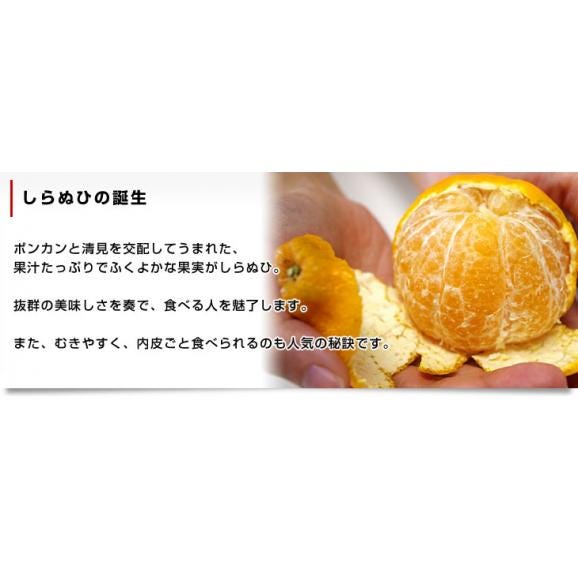 愛媛県より産地直送 JAにしうわ しらぬひ 小玉 Mサイズ 5キロ (28玉前後) 送料無料 柑橘 オレンジ 不知火 しらぬい 西宇和 八幡浜05