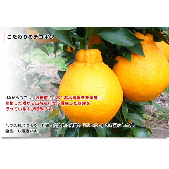 佐賀県産JAからつ デコポン 3.5キロ化粧箱（8玉から12玉入り） 産直だより 唐津 でこぽん 送料無料 柑橘 みかん オレンジ05