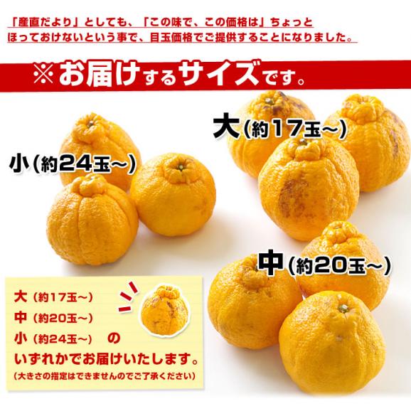 熊本県より産地直送 JAあまくさ 訳あり熊本しらぬひ 大小込 5キロ 不知火 しらぬい 柑橘 オレンジ 天草 送料無料05