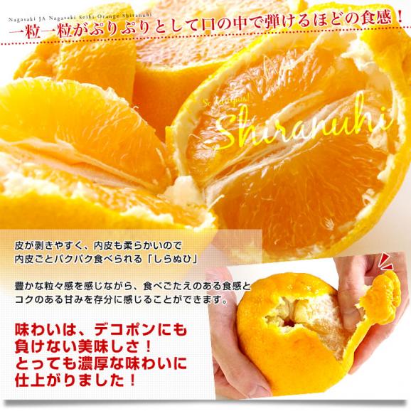 長崎県より産地直送 JA長崎せいひ 不知火 (しらぬひ) 優品 4ＬからＬサイズ 5キロ (15玉から24玉) 送料無料 柑橘 かんきつ05