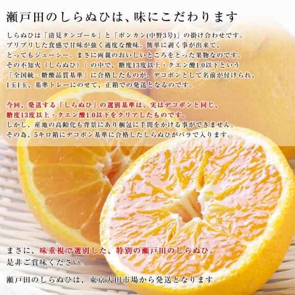 広島県産 JA三原せとだ「瀬戸田のしらぬひ」露地栽培 5キロ 赤秀 Lから２Lサイズ（20玉から24玉）　柑橘 かんきつ 不知火 しらぬい 市場スポット 送料無料05