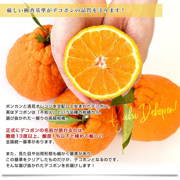 愛知県産 JA蒲郡市 ハウス栽培 樹熟デコポン 青秀以上 大玉 4Lから2L 約3キロ (8玉から12玉) 送料無料 でこぽん 柑橘 オレンジ 市場発送05