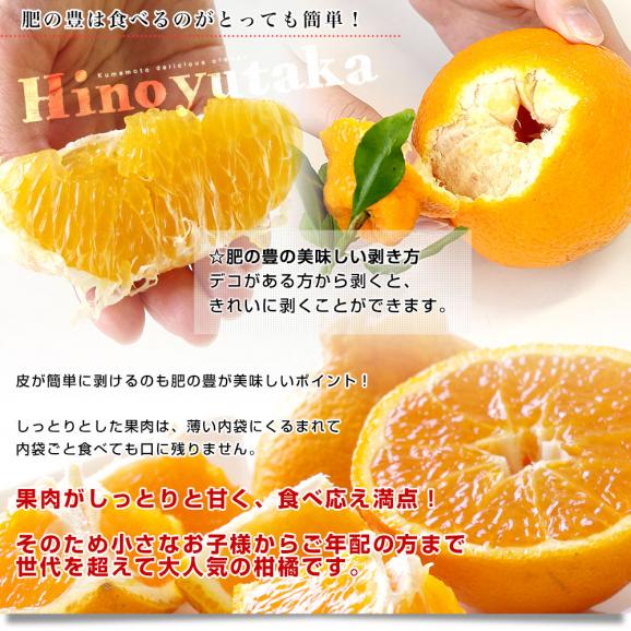 熊本県味咲グループ 樹上完熟・葉付き「肥の豊（ひのゆたか）」赤秀品 2Lから3Lサイズ 約2.2キロ（8玉から9玉前後）不知火 しらぬひ 柑橘 市場発送05