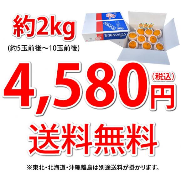 デコポン 光センサー選果 送料無料 秀品約2kg DEKOPON ハウス栽培 熊本県産 御歳暮 ギフト 不知火 フルーツ お取り寄せ みかん 蜜柑 ミカン05