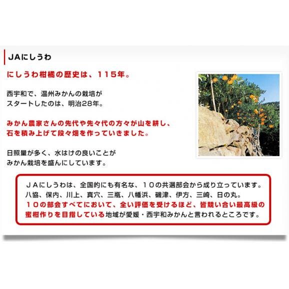 愛媛県より産地直送 JAにしうわ しらぬひ 小玉 Mサイズ 5キロ (28玉前後) 送料無料 柑橘 オレンジ 不知火 しらぬい 西宇和 八幡浜06