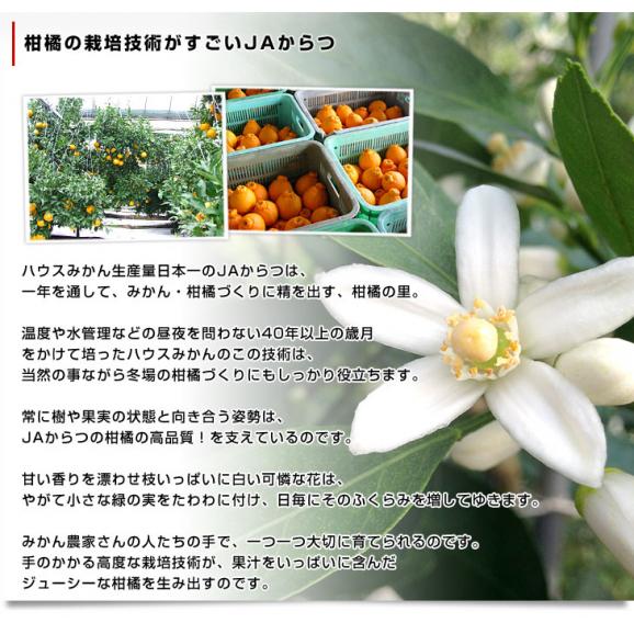 佐賀県産JAからつ デコポン 3.5キロ化粧箱（8玉から12玉入り） 産直だより 唐津 でこぽん 送料無料 柑橘 みかん オレンジ06