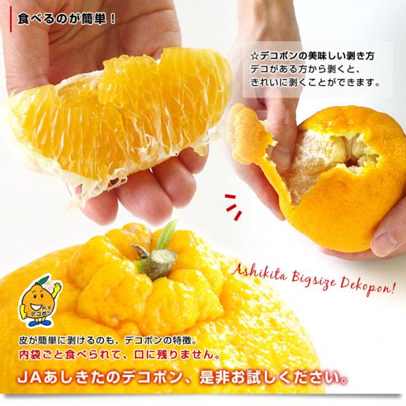 熊本県より産地直送 JAあしきた ハウス栽培 大玉デコポン （優品） 3キロ（7玉から8玉） 送料無料 でこぽん デコぽん 芦北 葦北06