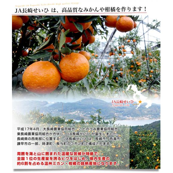 長崎県より産地直送 JA長崎せいひ ハウス栽培デコポン 優品  ５Ｌから２Ｌサイズ 5キロ (12玉から20玉) 送料無料  柑橘 かんきつ 2月発送商品06