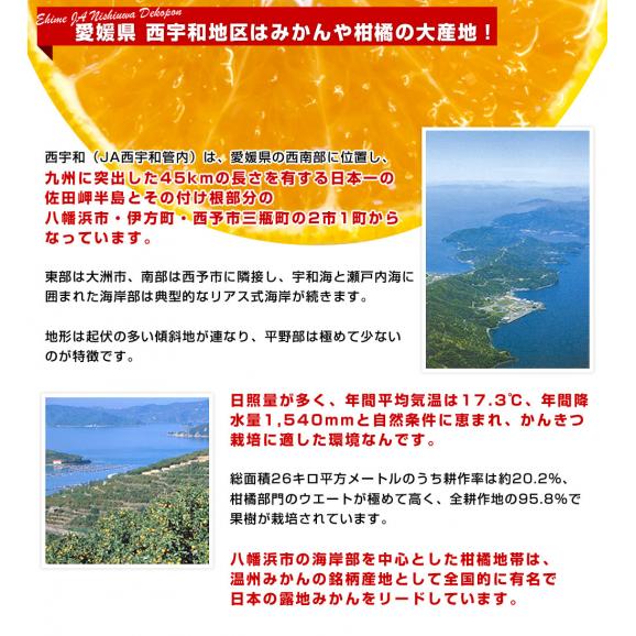 JAにしうわ デコポン 秀品 4Lから2Lサイズ 3キロ（8玉から12玉前後）でこぽん 柑橘 オレンジ 西宇和 八幡浜 市場発送06