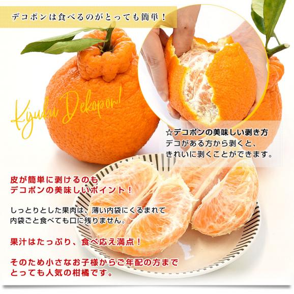 愛知県産 JA蒲郡市 ハウス栽培 樹熟デコポン 青秀以上 大玉 4Lから2L 約3キロ (8玉から12玉) 送料無料 でこぽん 柑橘 オレンジ 市場発送06