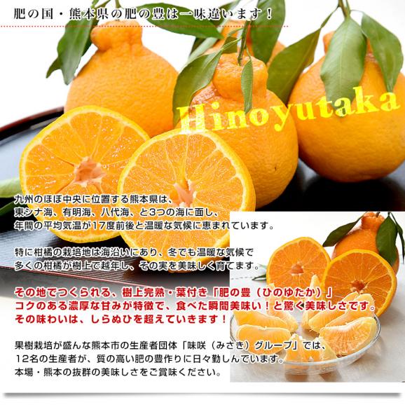 熊本県味咲グループ 樹上完熟・葉付き「肥の豊（ひのゆたか）」赤秀品 2Lから3Lサイズ 約2.2キロ（8玉から9玉前後）不知火 しらぬひ 柑橘 市場発送06