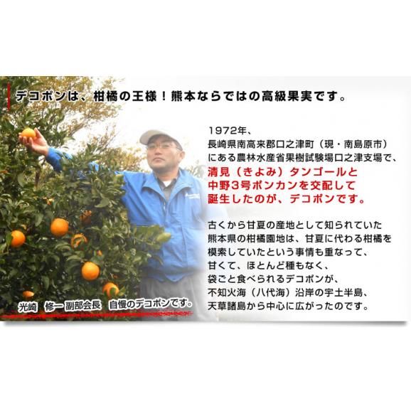 送料無料　熊本県から産地直送　JAあまくさ　貯蔵デコポン　2LからL　5キロ（20玉から24玉） Pプラス鮮度保持袋入り06