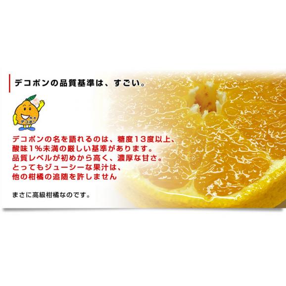 熊本県から産地直送 JAあまくさ デコポン 2L 5キロ (20玉) 送料無料 でこぽん しらぬひ 不知火 天草06