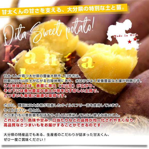 大分県産 JAおおいた 甘太くん Mサイズ 約5キロ（28本前後）送料無料 かんたくん サツマイモ 薩摩芋 甘藷 かんしょ 紅はるか べにはるか06