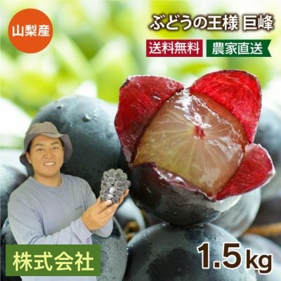 巨峰 1.5kg（3～4房） ぶどう 送料無料 山梨産 農家直送・冷蔵便（クール代別） ＜8月上旬より出荷予定＞ 果物 フルーツ 