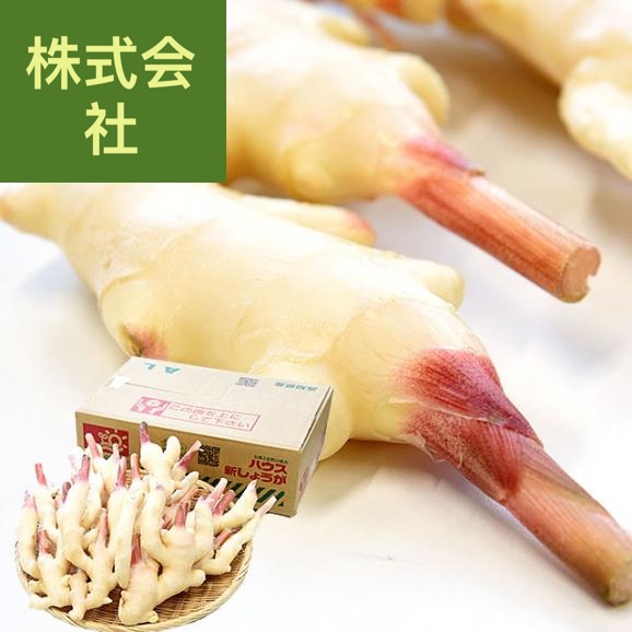 高知県産 高知県 ハウス栽培 新生姜 約2キロ Ｌサイズ 送料無料 ショウガ 生姜 ガリ 漬物 市場発送 クール便