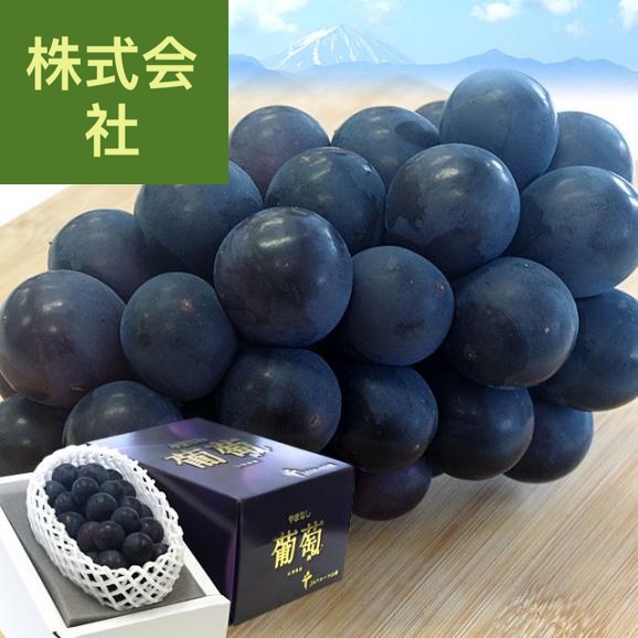 山梨県より産地直送 フルーツ山梨 種なし巨峰 秀品 大房1房入り化粧箱 (約650g×1房) 送料無料 葡萄 ぶどう　お中元　夏ギフト