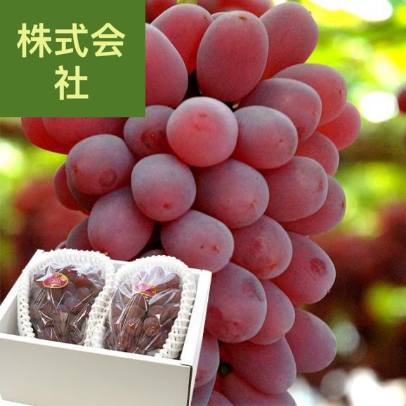 全農おかやま協賛　岡山県産　紫苑(しえん) 青秀品 約1.2キロ（約600ｇ×2房） 送料無料 葡萄 ぶどう ブドウ 市場発送　クール便