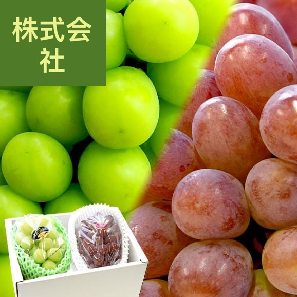 全農おかやま協賛 岡山県産 シャインマスカット「晴王」＆紫苑セット 青秀品 (約600g×2房）送料無料 市場発送　クール便　葡萄　ぶどう　はれおう　しえん