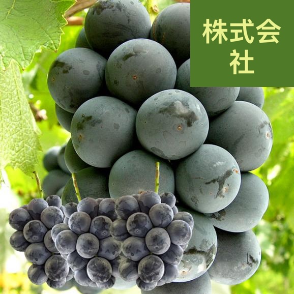 山梨県産　ふえふき御坂支所　大峰（たいほう）約1.8キロ(3房入り)　黒葡萄　送料無料　クール便　ぶどう　ブドウ　葡萄　市場発送