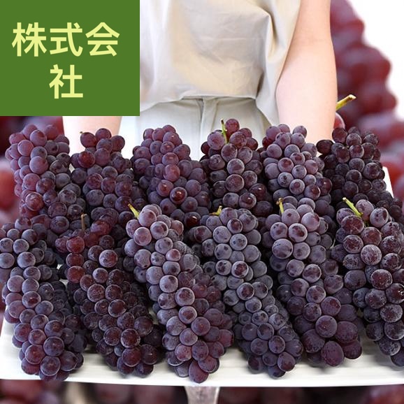 山形県 山形おきたまのハウス栽培 デラウェア（種なし） 秀品約2キロ（12房入り） 送料無料 ぶどう ブドウ 葡萄 市場スポット クール便
