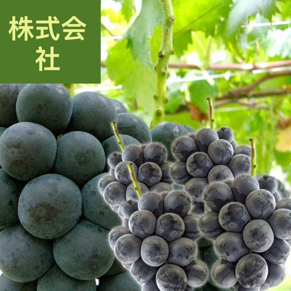 山梨県 ふえふき 八代支所 藤稔(ふじみのり)約2キロ（3房から４房） 送料無料 ぶどう ブドウ 葡萄 市場発送 クール便