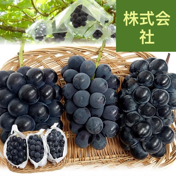 山梨県産 黒ぶどう3種セット 約1.5キロ (ブラックビート（または種無しピオーネ）、種なし巨峰、藤稔×各1房) 送料無料 ぶどう 葡萄 ぶどうセット