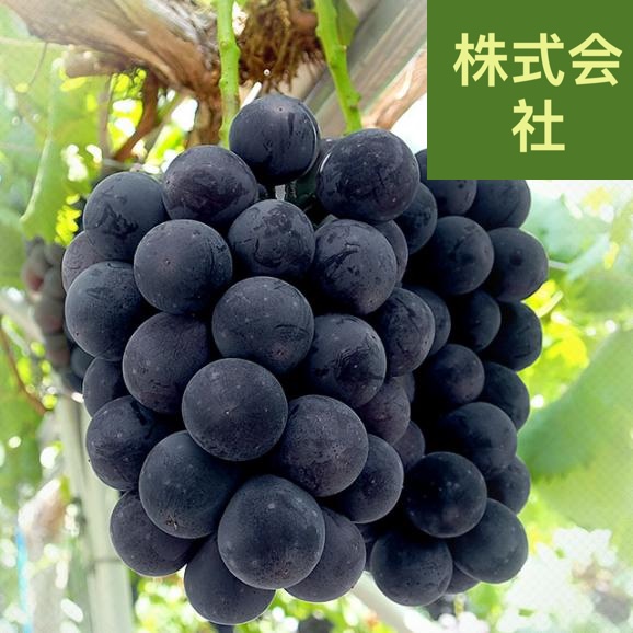 岡山県産 晴れの国岡山 びほくエリア ニューピオーネ 天空の実り「美王(R)」約1.2キロ(2房) 送料無料 ブドウ 葡萄 種なしぶどう  ※クール便