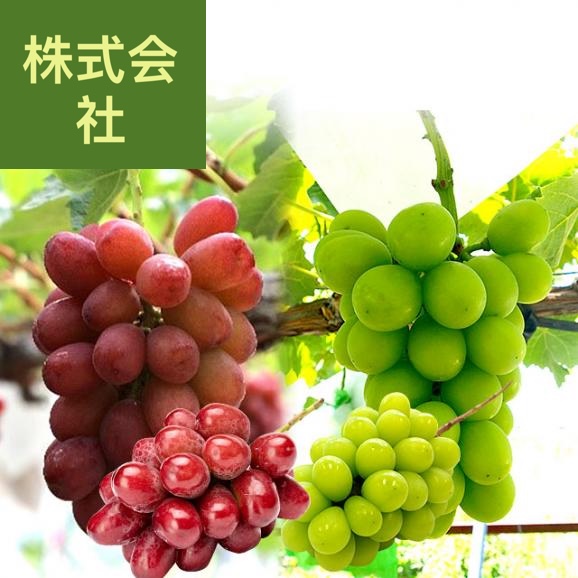 長野県より産地直送 ながの 究極の食べ比べ！ 高級ぶどうセット約900ｇ （クイーンルージュ＆シャインマスカット各１房）送料無料 ぶどう 葡萄