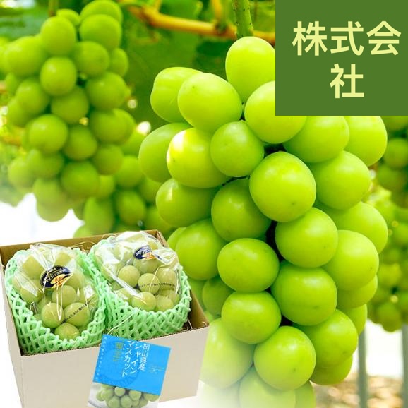 岡山県産 晴れの国岡山 シャインマスカット 晴王 青秀 約1.2キロ(600g×2房) 葡萄 ぶどう ブドウ 送料無料  クール便