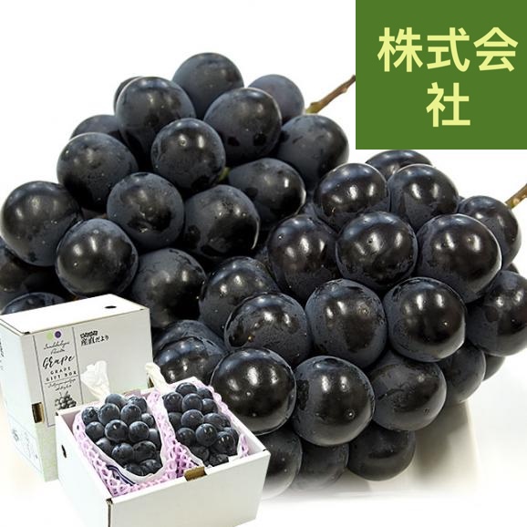 福岡県 ふくおか八女 ハウス栽培 巨峰 約1キロ(500g×2房) 秀品 黒ぶどう葡萄 ブドウ クール便 送料無料