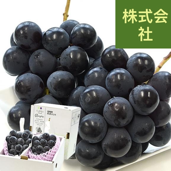 福岡県 ふくおか八女 ピオーネ 約1キロ(500g×2房) 秀品 送料無料 黒ぶどう 葡萄 ブドウ クール便 お中元 ギフト