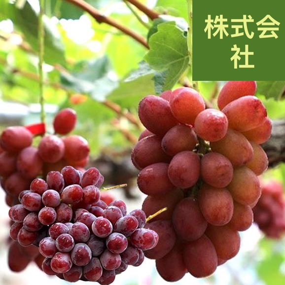 長野県 ながの 新品種ぶどう クイーンルージュ 約1キロ(2房) 送料無料 ぶどう ブドウ 葡萄 赤ブドウ